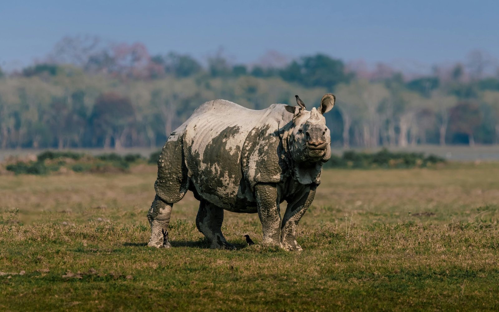 One-horned rhino and safari in Kaziranga National Park
