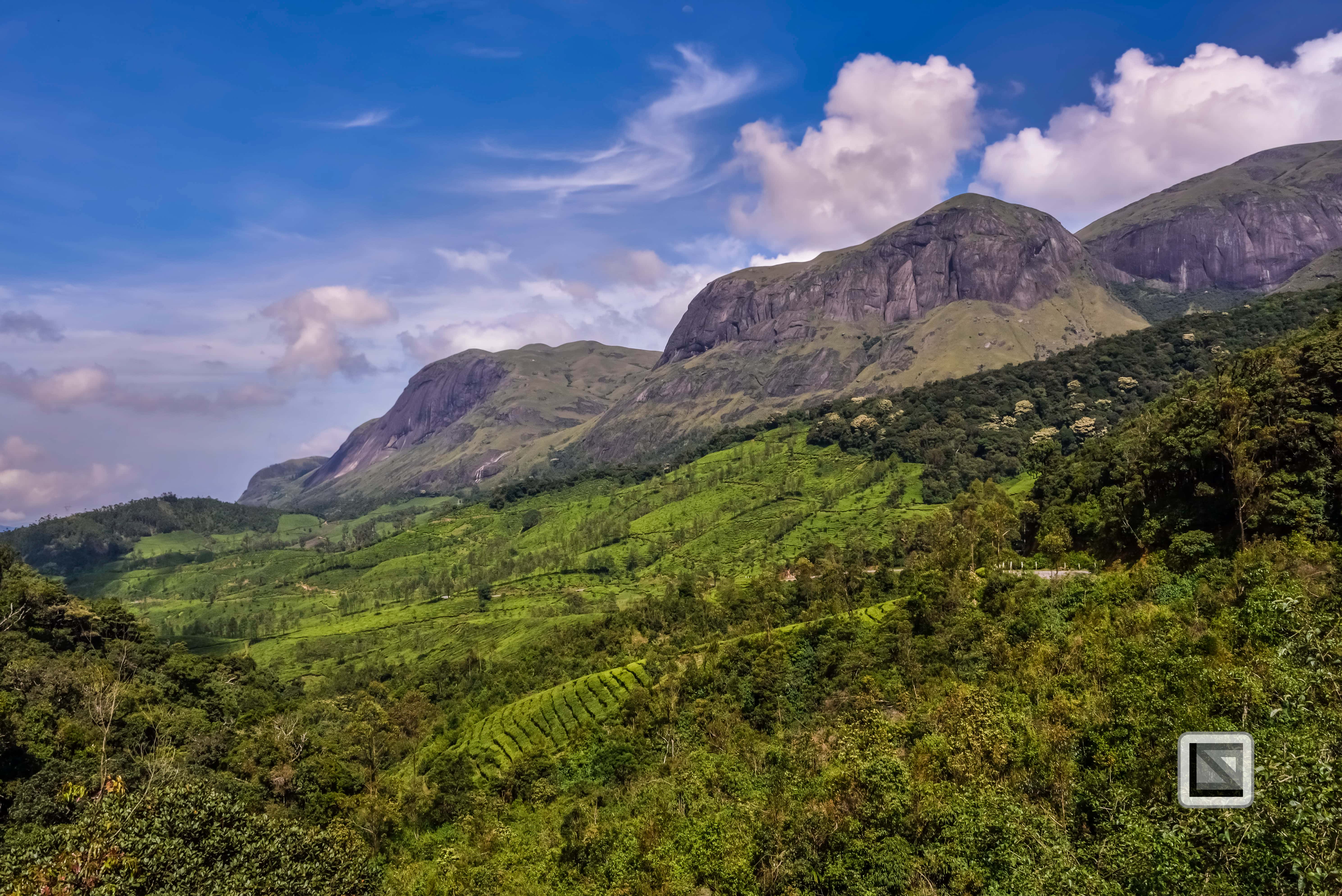 Munnar Tea Gardens